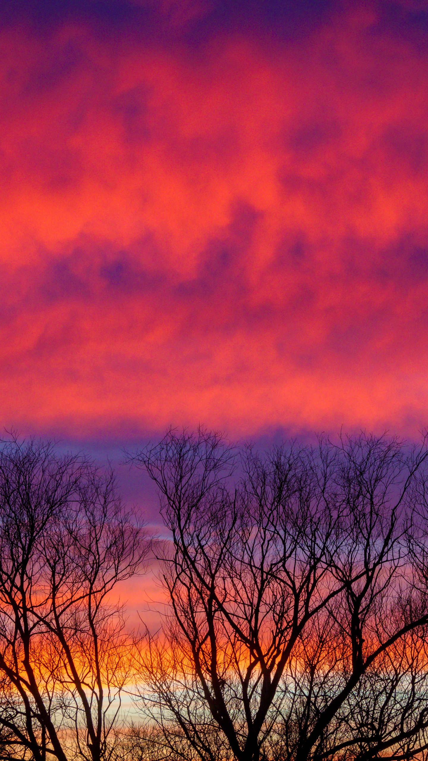 Cloud, Twilight, Tree, Sunrise, Atmosphere. Wallpaper in 1440x2560 Resolution