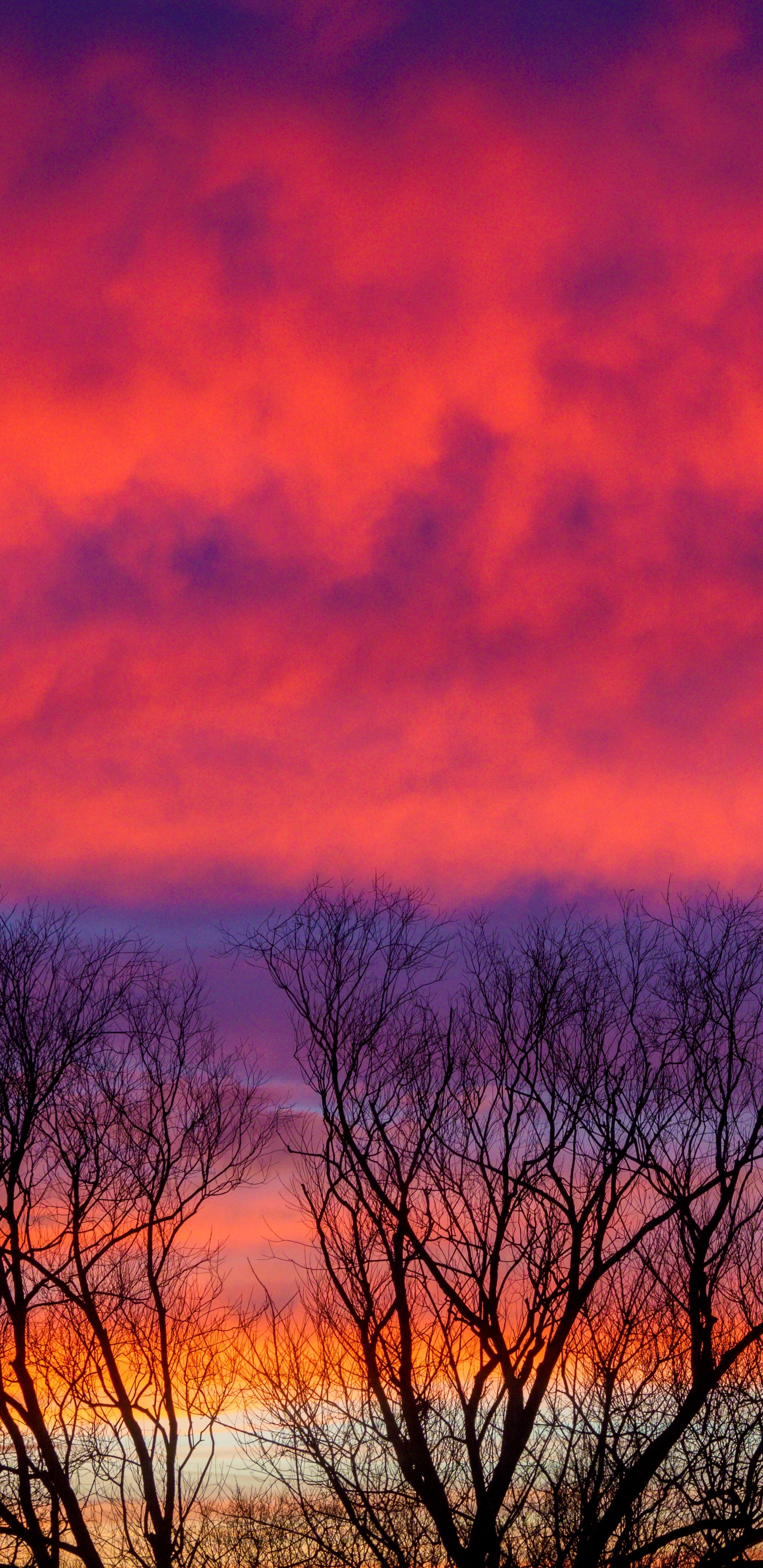 Cloud, Twilight, Tree, Sunrise, Atmosphere. Wallpaper in 1440x2960 Resolution