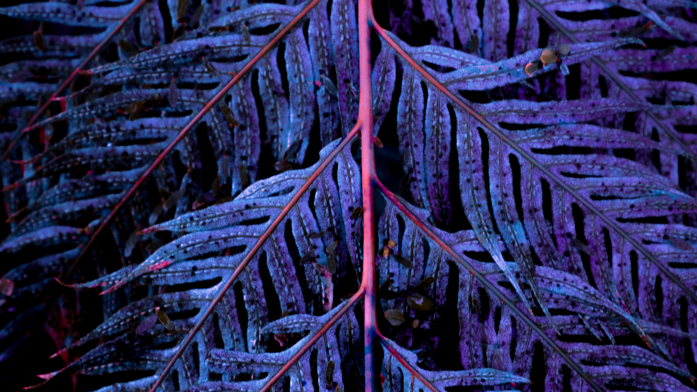 Blau, Baum, Wasser, Blatt, Rock. Wallpaper in 1366x768 Resolution