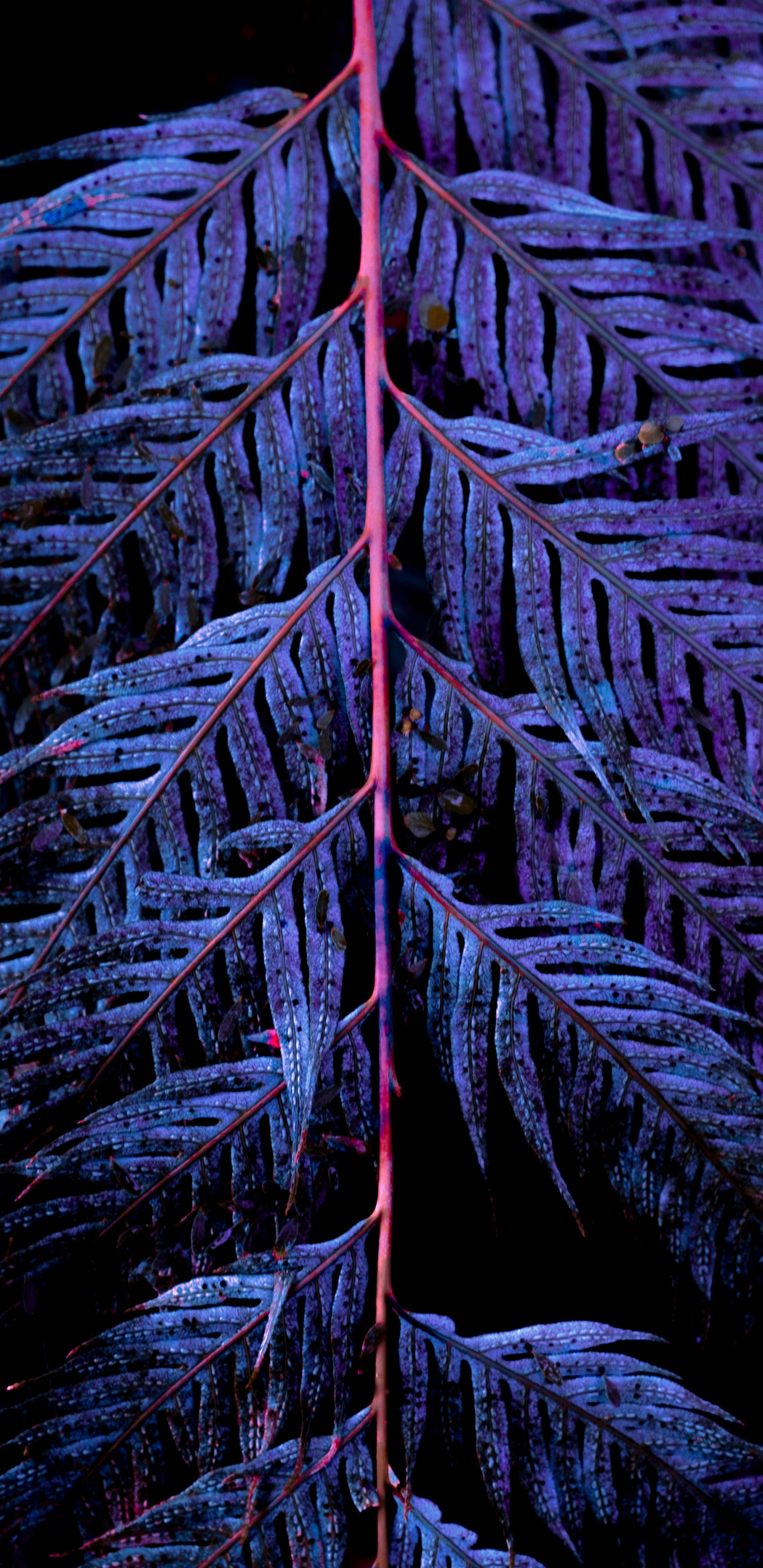 Blau, Baum, Wasser, Blatt, Rock. Wallpaper in 1440x2960 Resolution