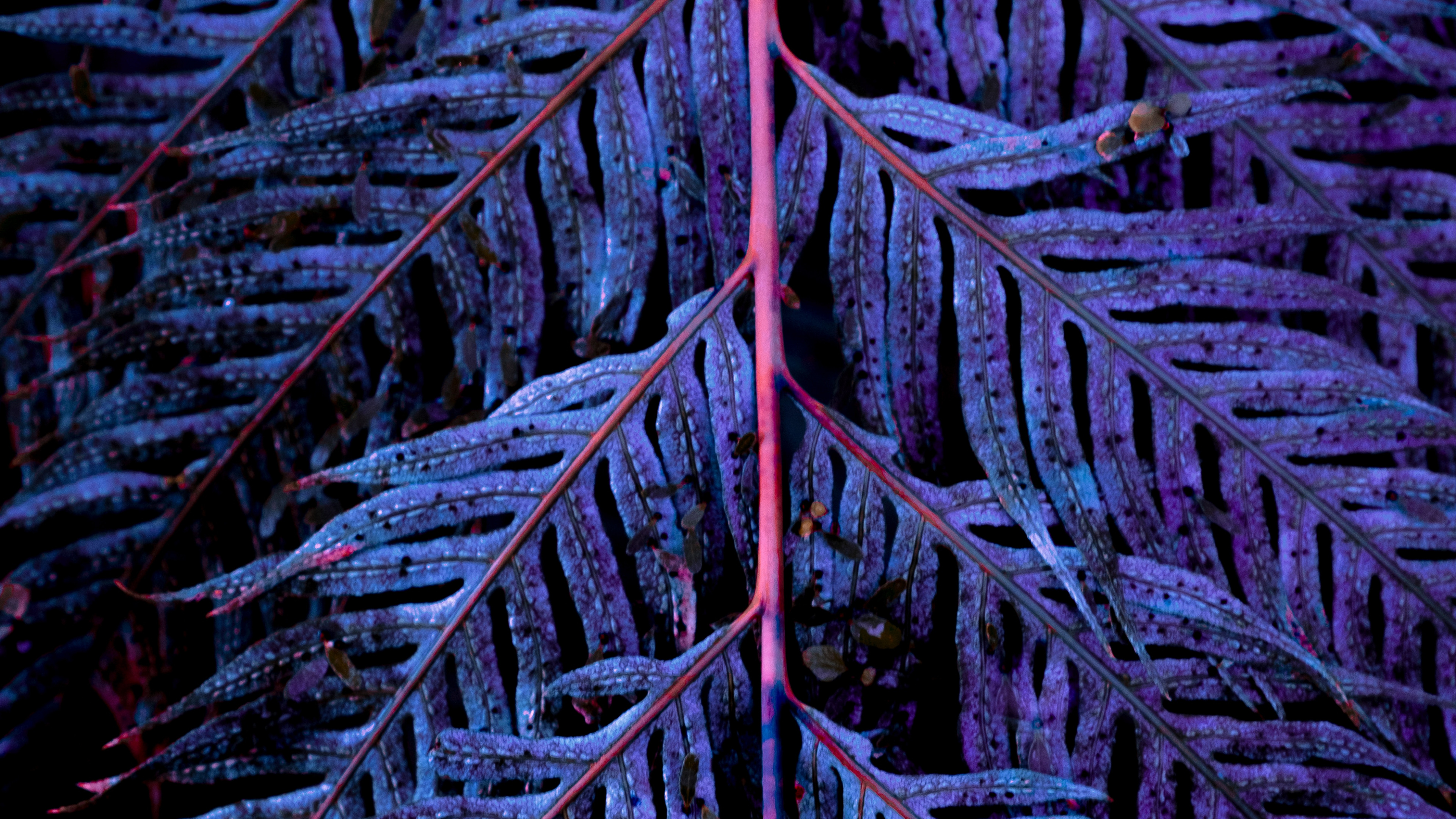 Blau, Baum, Wasser, Blatt, Rock. Wallpaper in 3840x2160 Resolution