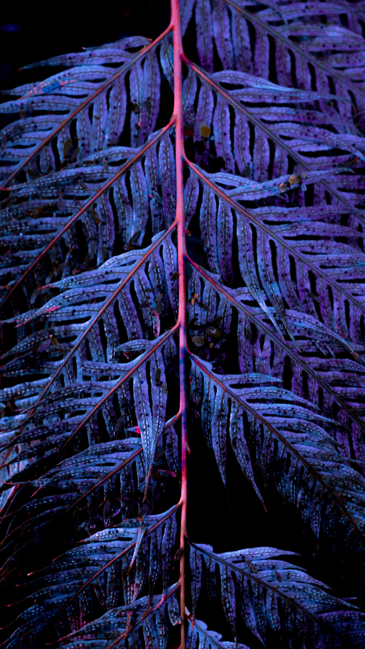 Blau, Baum, Wasser, Blatt, Rock. Wallpaper in 750x1334 Resolution