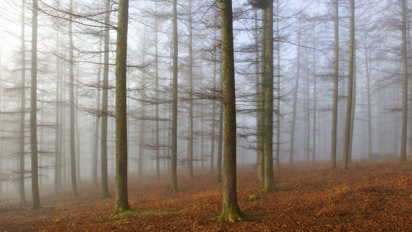 Arbres Nus Sur Terrain D'herbe Brune Pendant la Journée. Wallpaper in 1366x768 Resolution