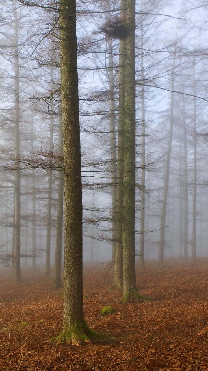 Arbres Nus Sur Terrain D'herbe Brune Pendant la Journée. Wallpaper in 720x1280 Resolution