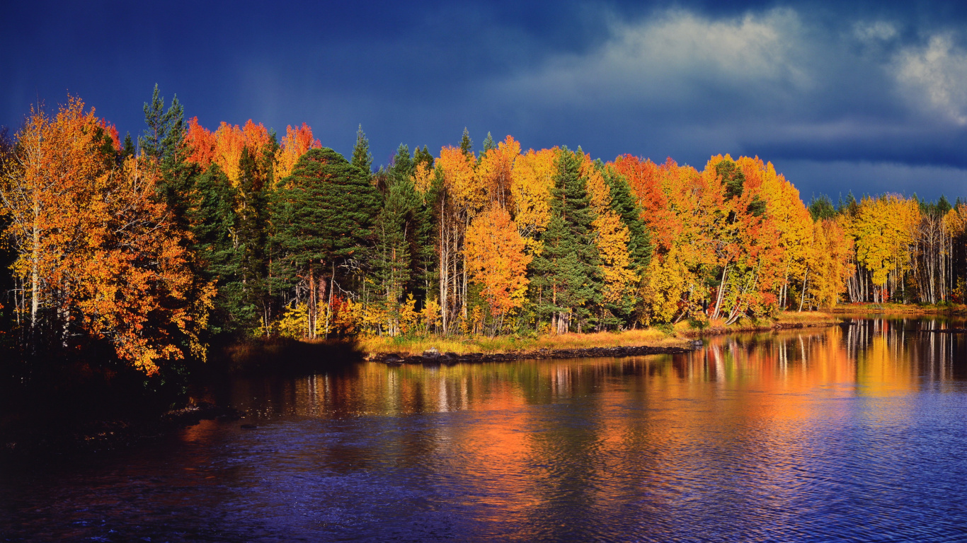 Arbres Verts et Bruns au Bord de la Rivière Pendant la Journée. Wallpaper in 1366x768 Resolution