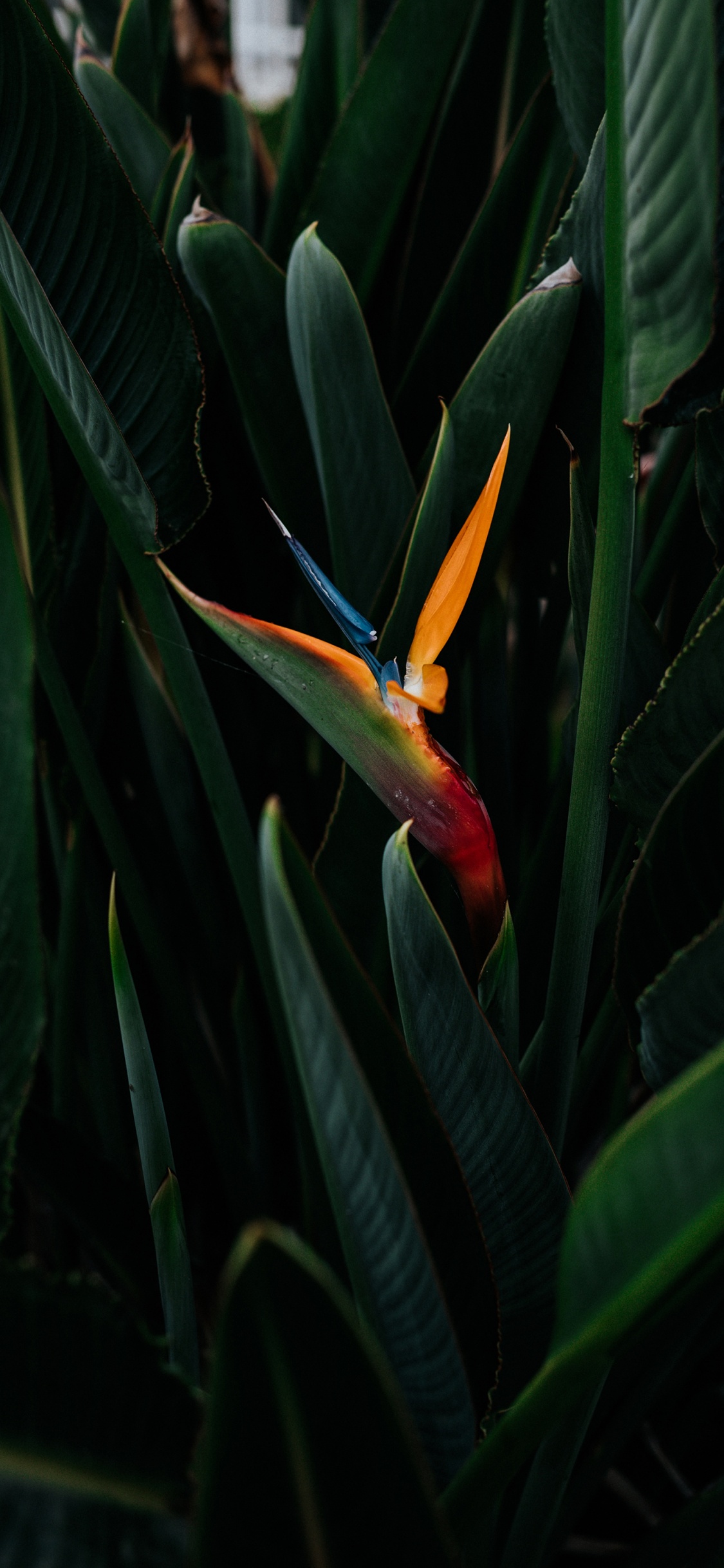 Flora, Hummer-Krallen, Vogel-von-Paradies, Terrestrische Pflanzen, Blühende Pflanze. Wallpaper in 1125x2436 Resolution