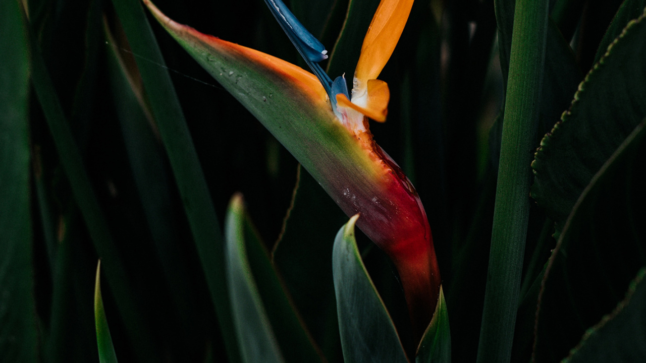 Flora, Hummer-Krallen, Vogel-von-Paradies, Terrestrische Pflanzen, Blühende Pflanze. Wallpaper in 1280x720 Resolution