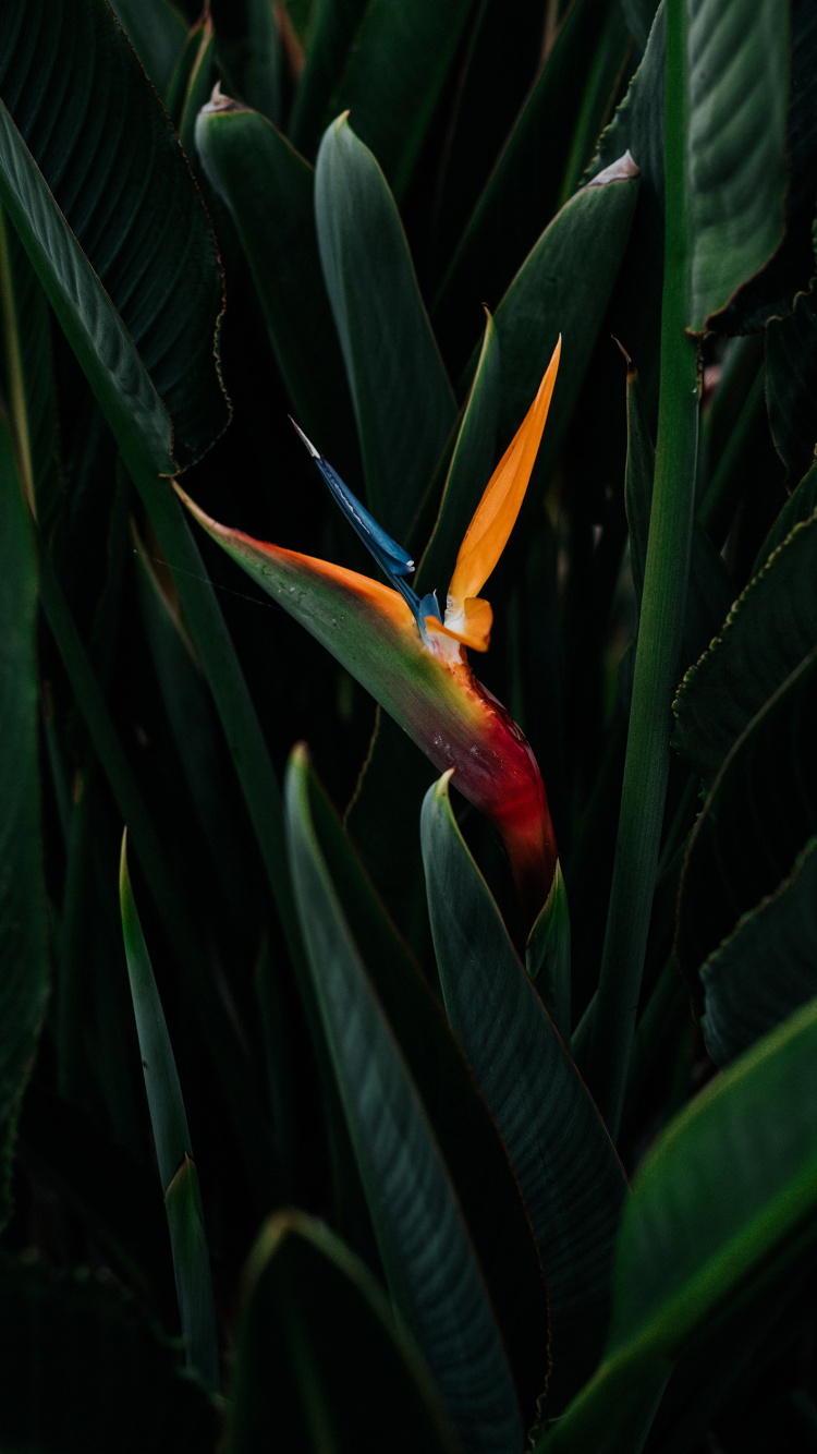 Flora, Hummer-Krallen, Vogel-von-Paradies, Terrestrische Pflanzen, Blühende Pflanze. Wallpaper in 750x1334 Resolution