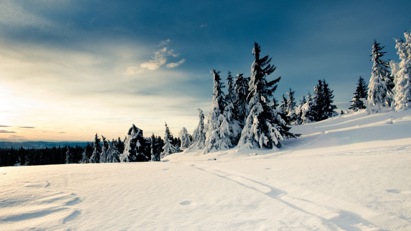 Pine Trees Covered With Snow Under Blue Sky and White Clouds During Daytime. Wallpaper in 1366x768 Resolution