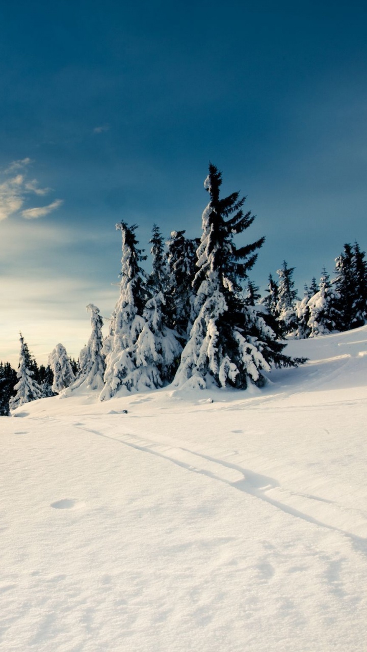 Pine Trees Covered With Snow Under Blue Sky and White Clouds During Daytime. Wallpaper in 720x1280 Resolution