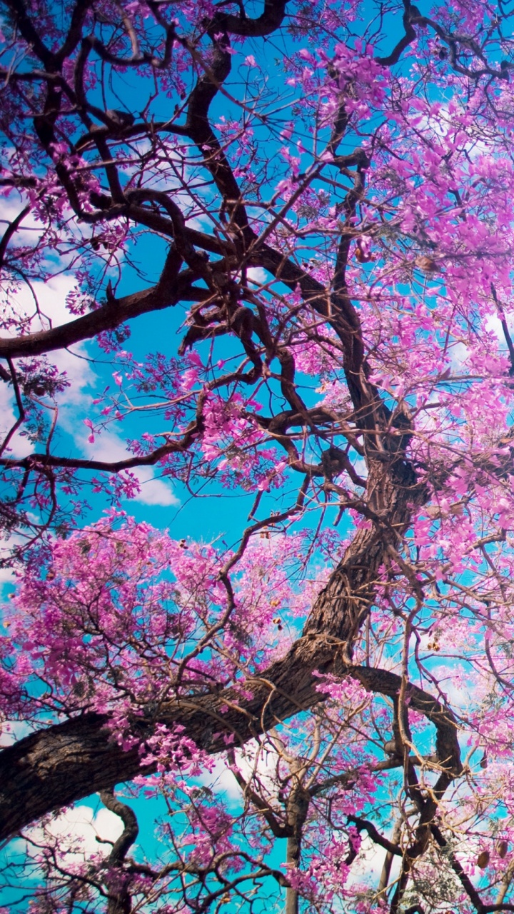 粉红色, 开花, 樱花, 弹簧, 绽放 壁纸 720x1280 允许