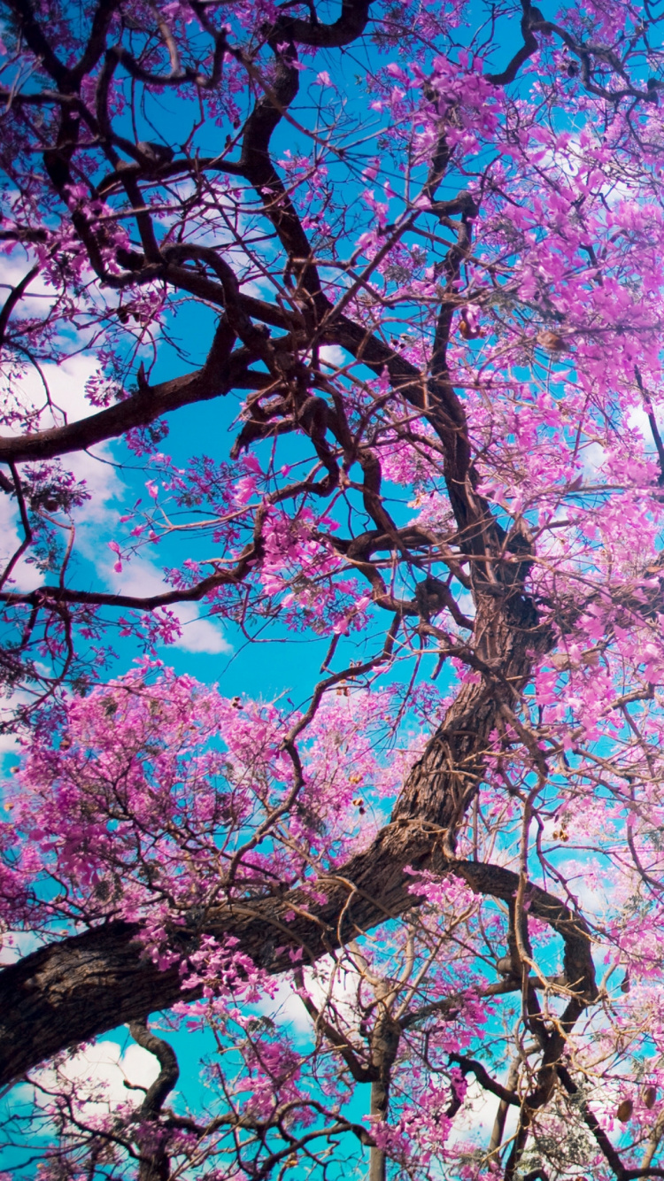 粉红色, 开花, 樱花, 弹簧, 绽放 壁纸 750x1334 允许