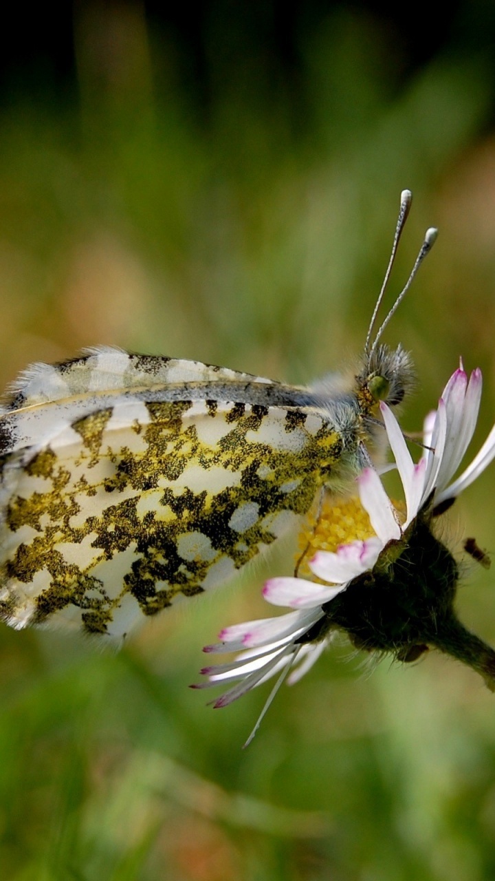 White and Brown Butterfly Perched on Purple Flower in Close up Photography During Daytime. Wallpaper in 720x1280 Resolution