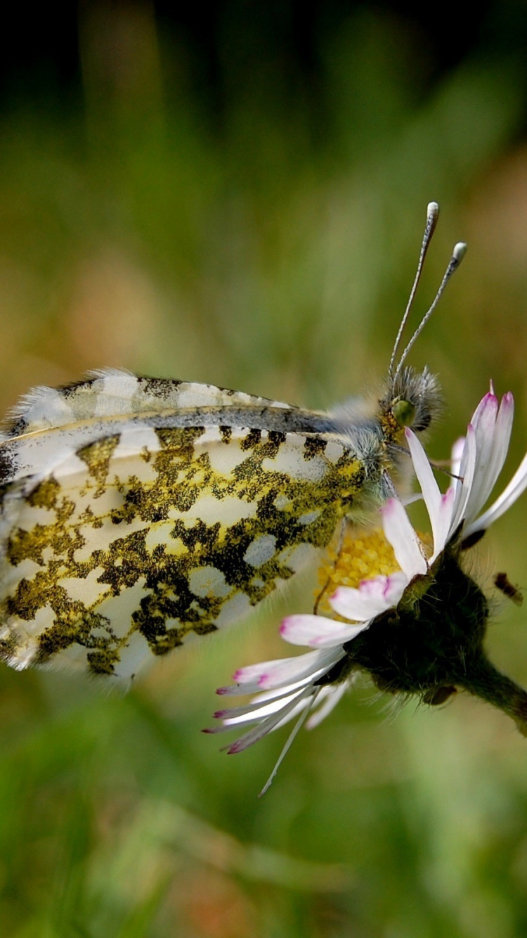 White and Brown Butterfly Perched on Purple Flower in Close up Photography During Daytime. Wallpaper in 750x1334 Resolution