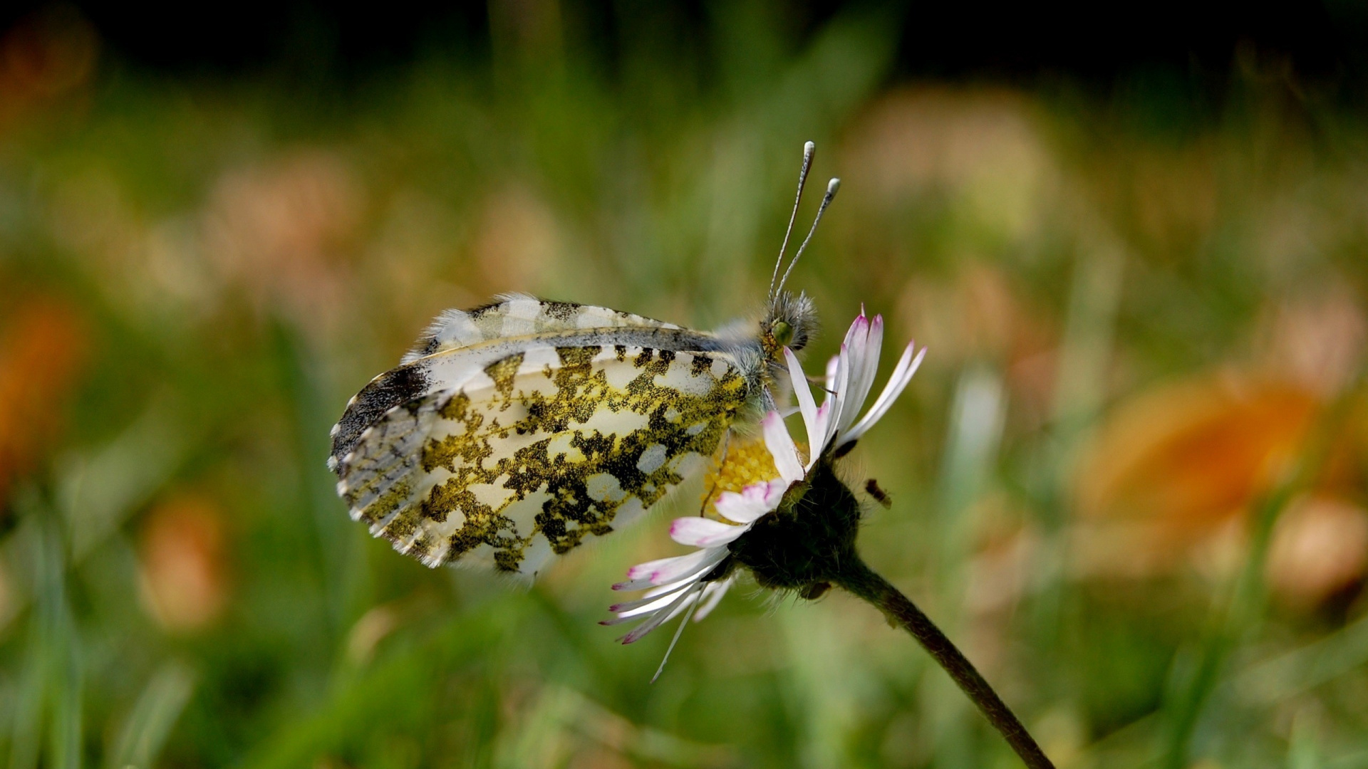 Weißer Und Brauner Schmetterling Thront Auf Lila Blume in Nahaufnahme Während Des Tages. Wallpaper in 1920x1080 Resolution