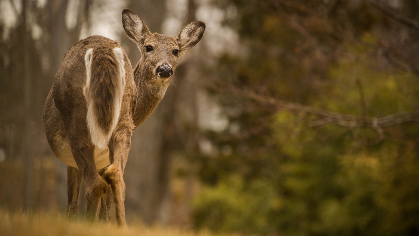 Brown Deer in Tilt Shift Lens. Wallpaper in 1366x768 Resolution