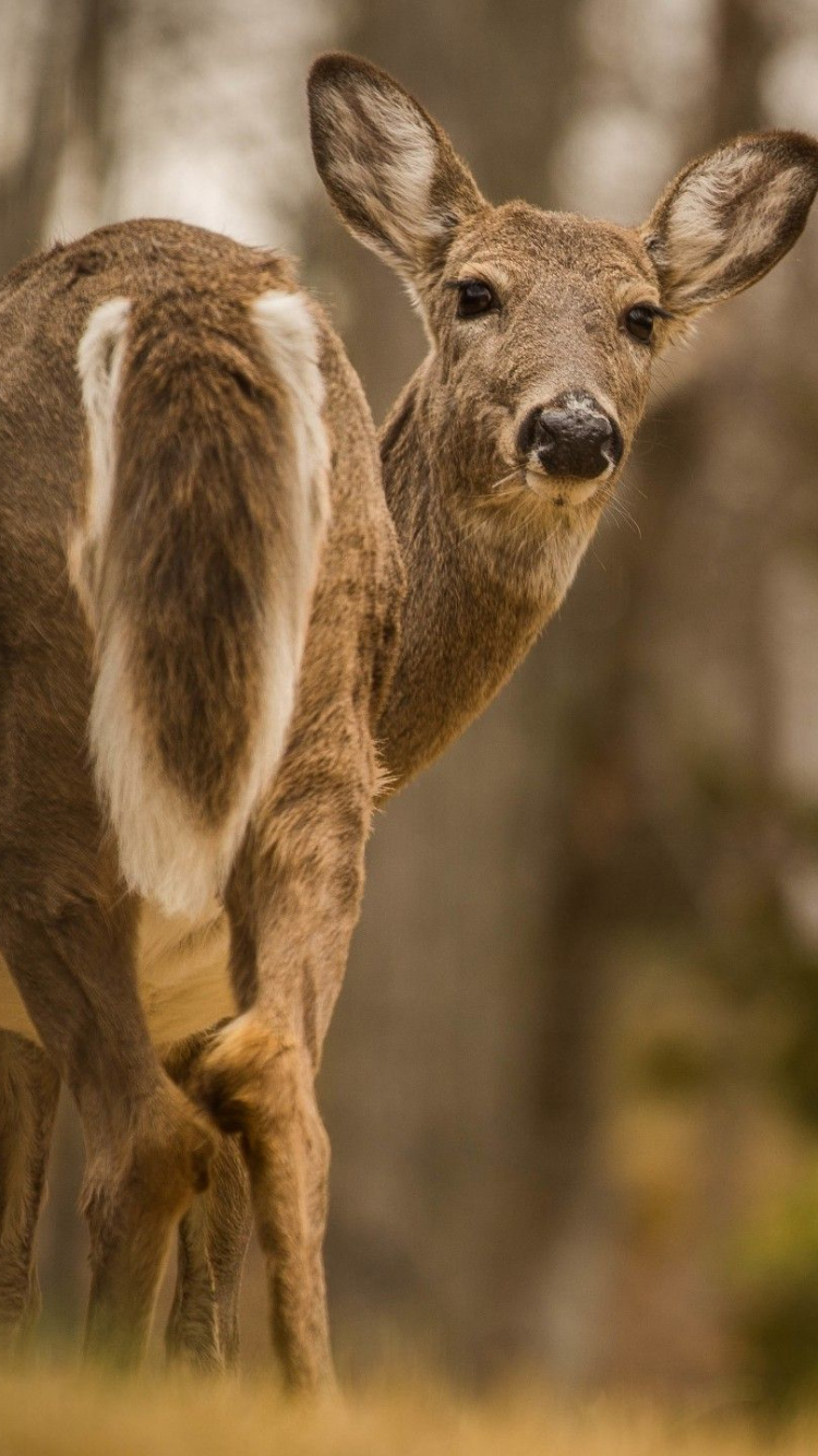 Brown Deer in Tilt Shift Lens. Wallpaper in 750x1334 Resolution