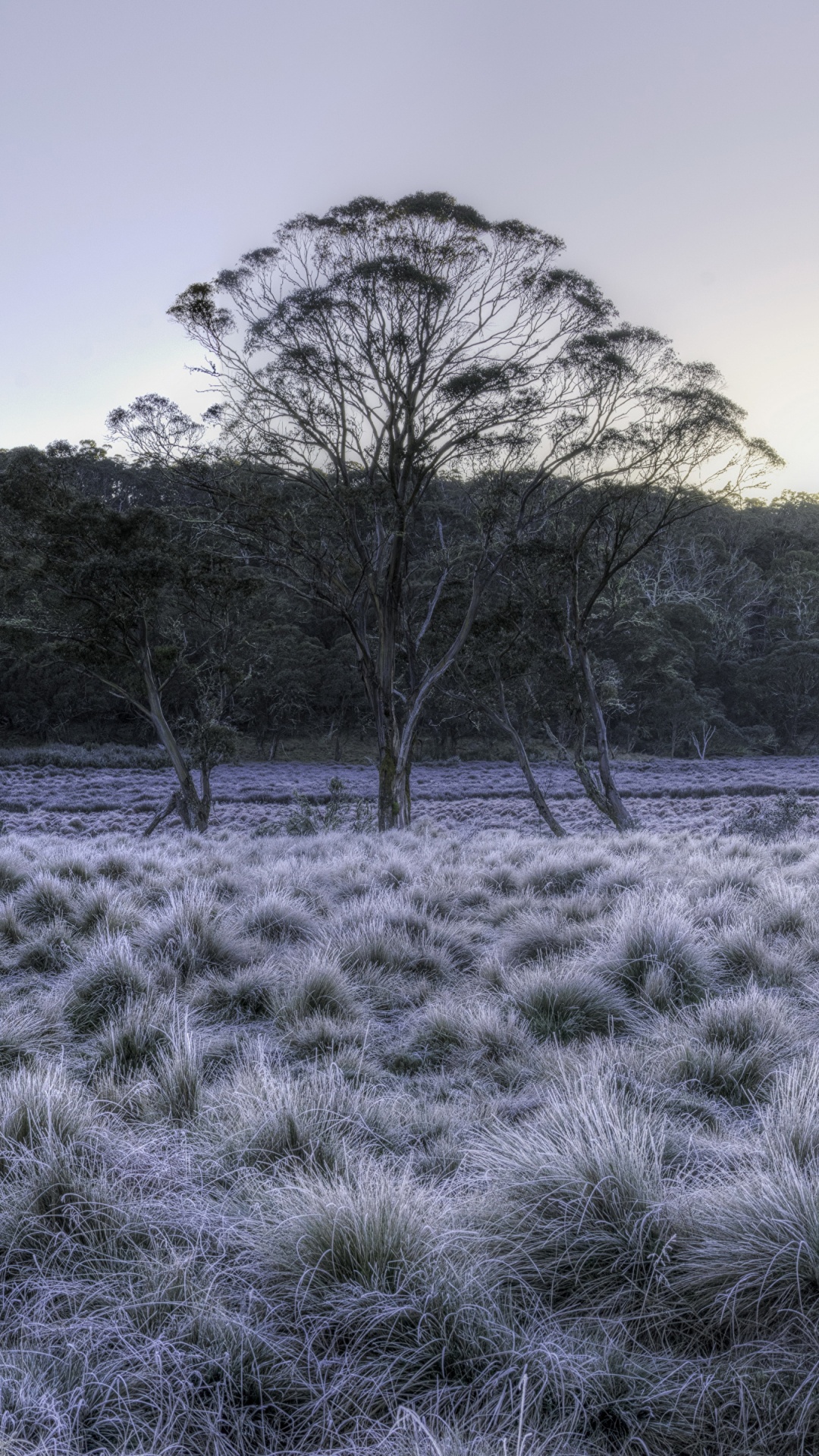 Campo de Hierba Verde Cerca de Los Árboles Durante el Día. Wallpaper in 1080x1920 Resolution