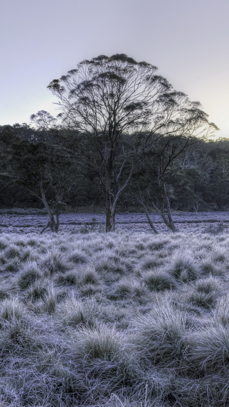Campo de Hierba Verde Cerca de Los Árboles Durante el Día. Wallpaper in 750x1334 Resolution
