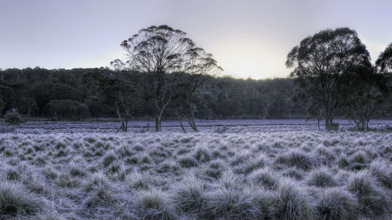 Green Grass Field Near Trees During Daytime. Wallpaper in 1280x720 Resolution