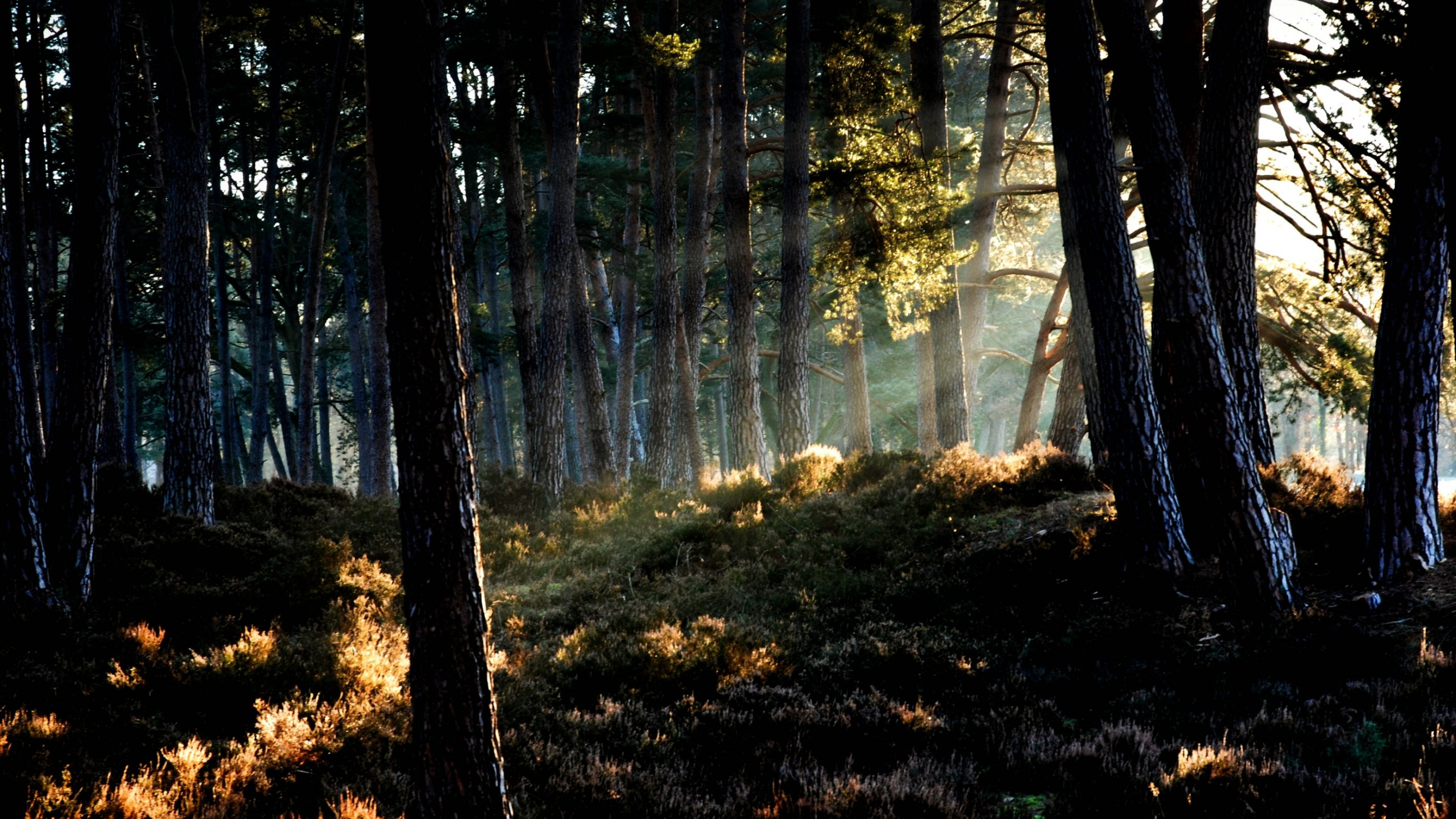 Árboles Verdes en el Campo de Hierba Verde Durante el Día. Wallpaper in 2560x1440 Resolution