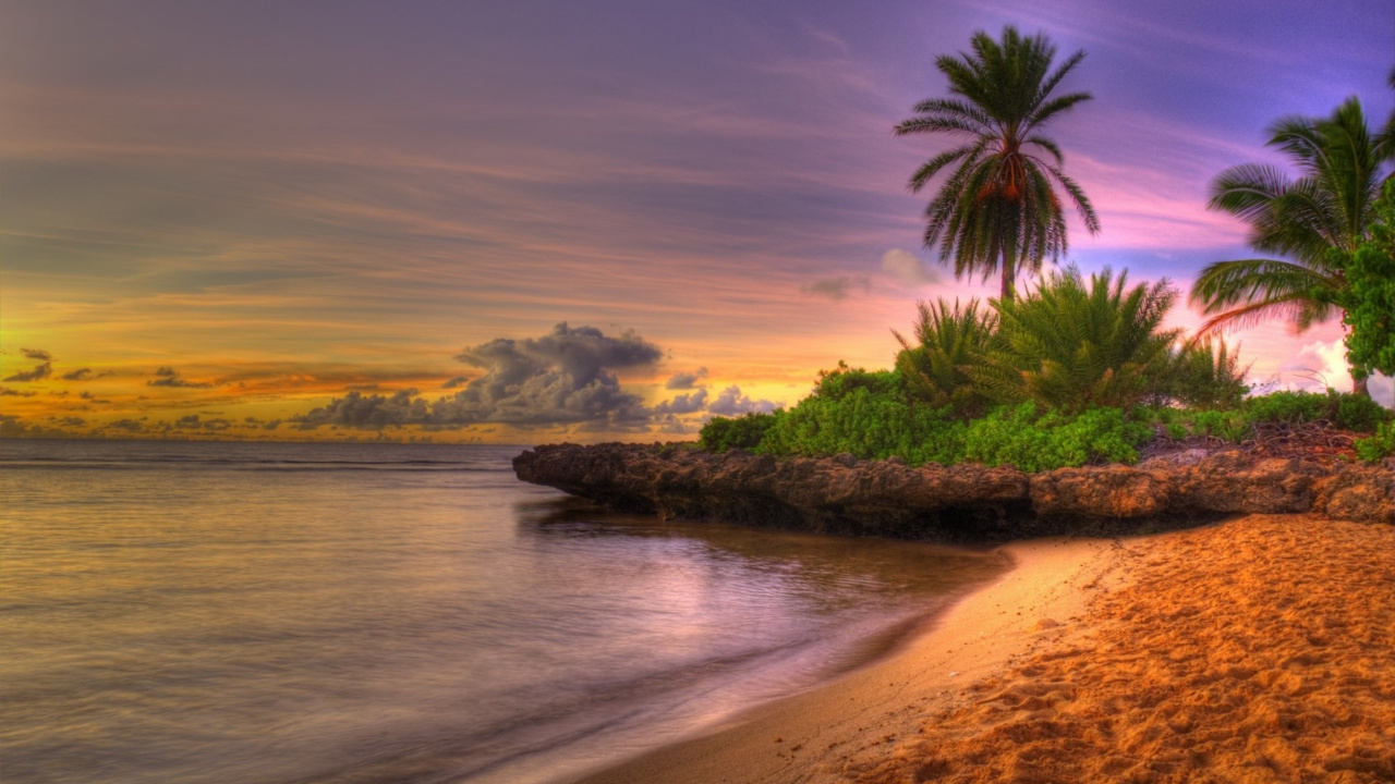 Green Palm Tree Near Body of Water During Sunset. Wallpaper in 1280x720 Resolution