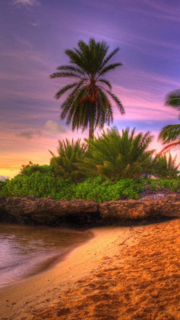 Green Palm Tree Near Body of Water During Sunset. Wallpaper in 720x1280 Resolution