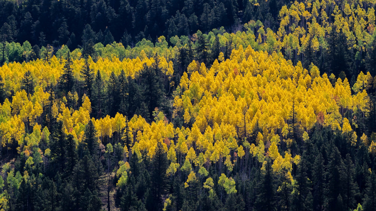 Arbres à Feuilles Jaunes Pendant la Journée. Wallpaper in 1280x720 Resolution