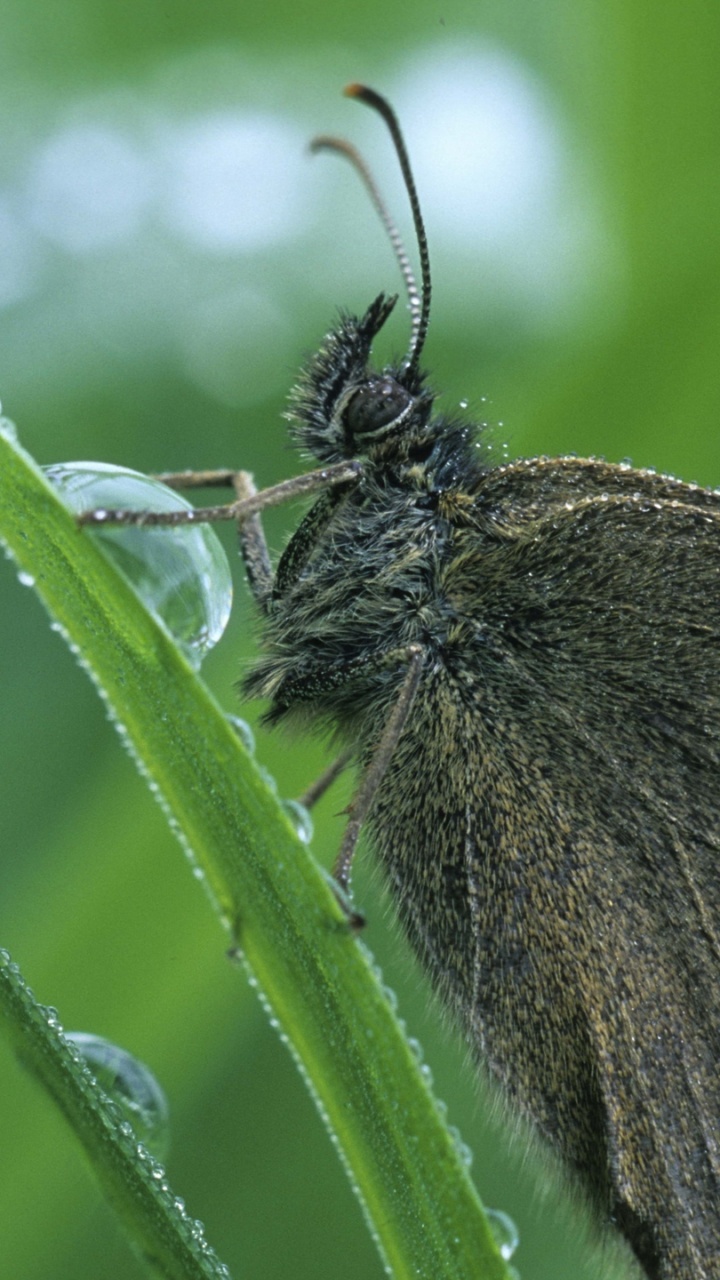 Papillon Noir Perché Sur Une Feuille Verte en Photographie Rapprochée Pendant la Journée. Wallpaper in 720x1280 Resolution
