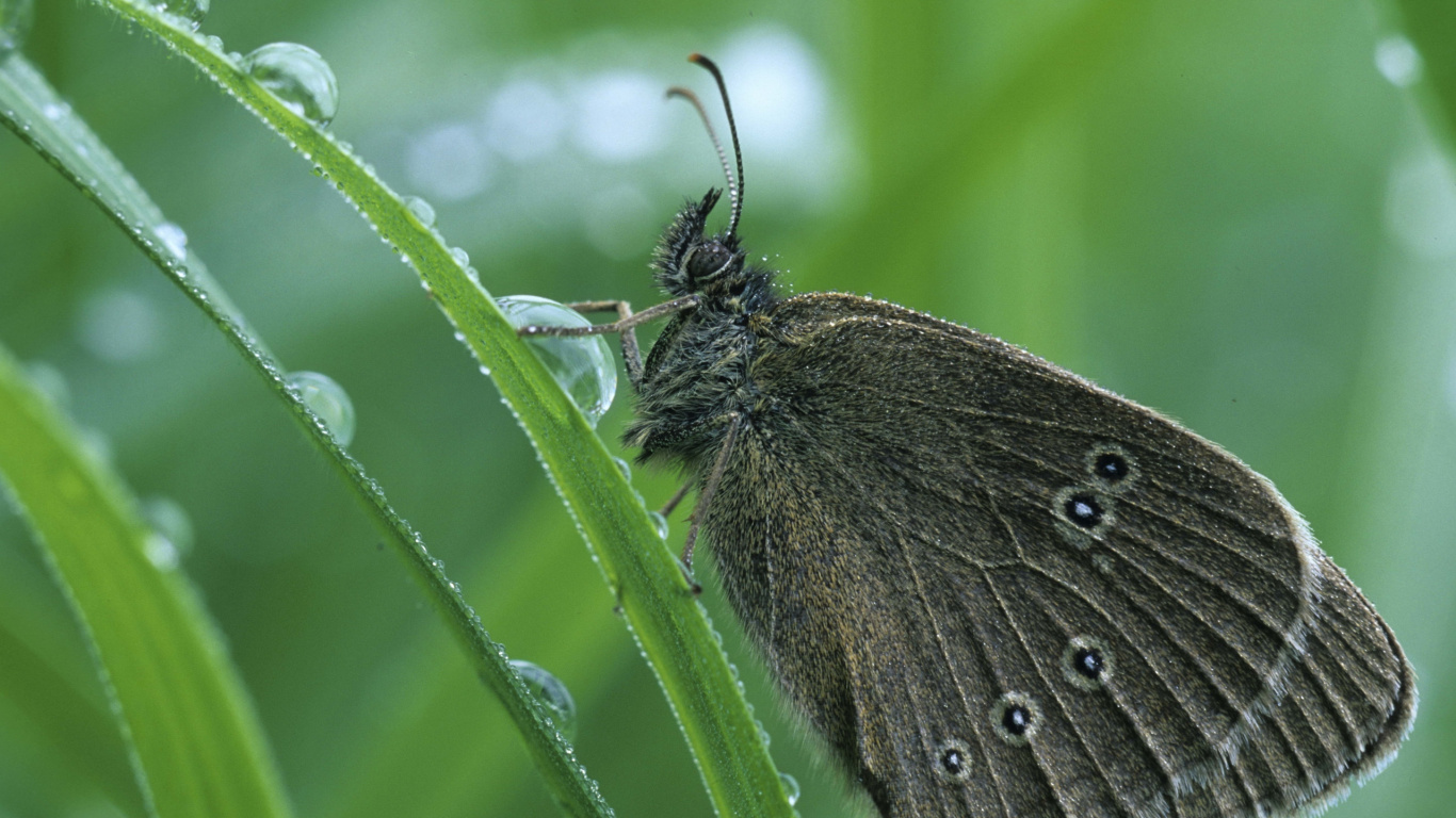 Mariposa Negra Posada Sobre Hojas Verdes en Fotografía Cercana Durante el Día. Wallpaper in 1366x768 Resolution