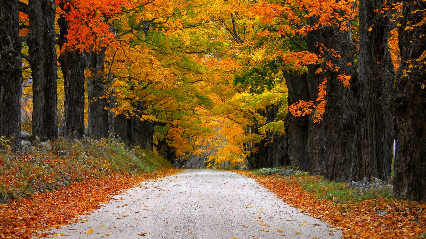 Gray Concrete Road Between Trees. Wallpaper in 1366x768 Resolution