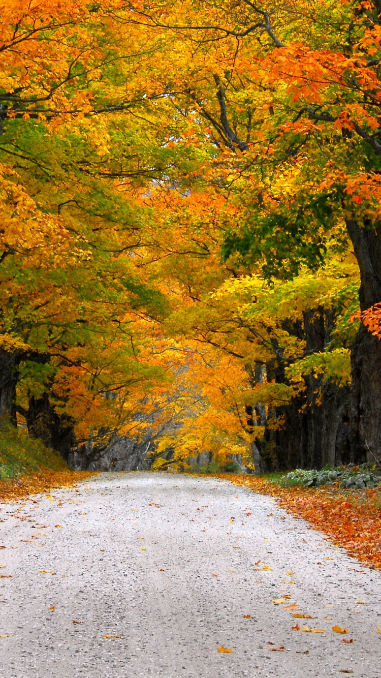 Graue Betonstraße Zwischen Bäumen. Wallpaper in 750x1334 Resolution
