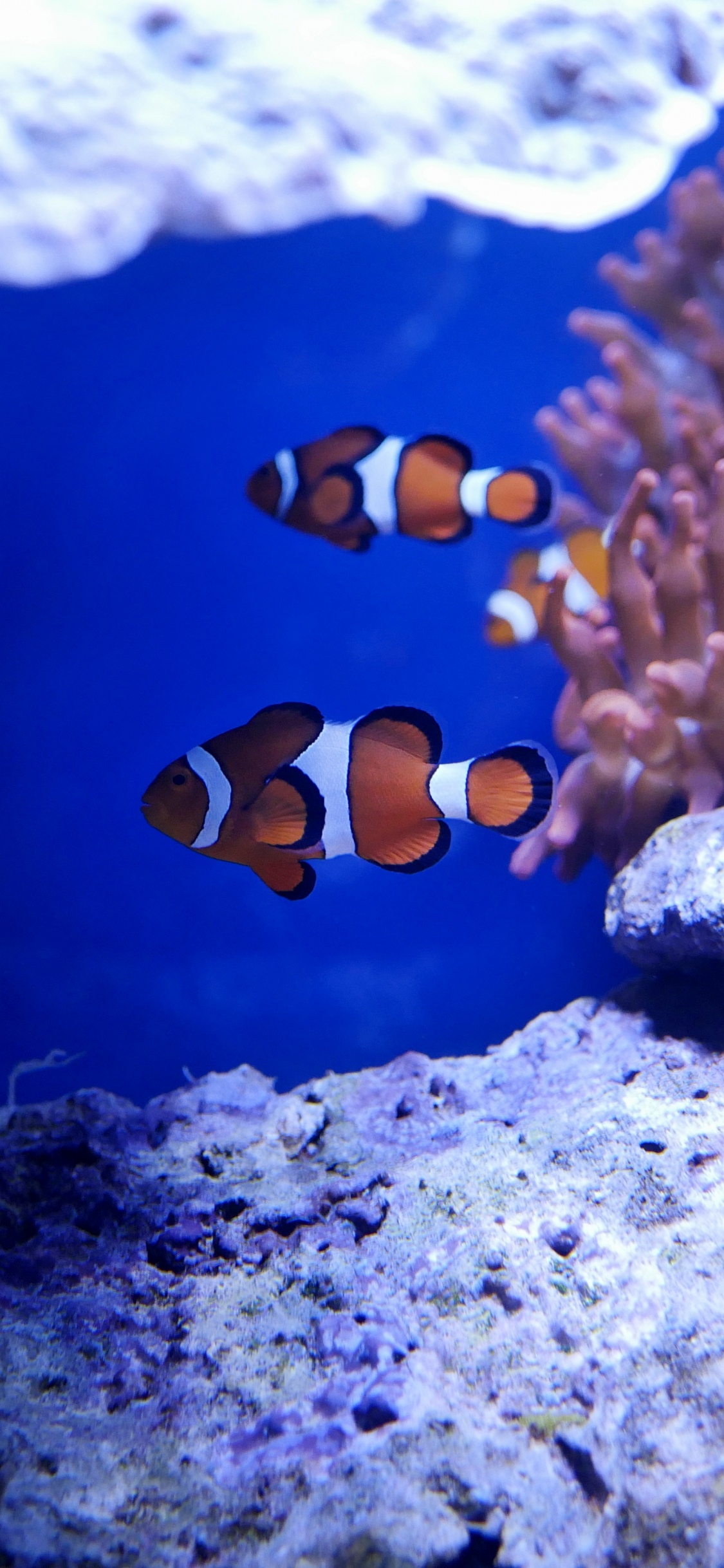 Orange and White Clown Fish. Wallpaper in 1125x2436 Resolution