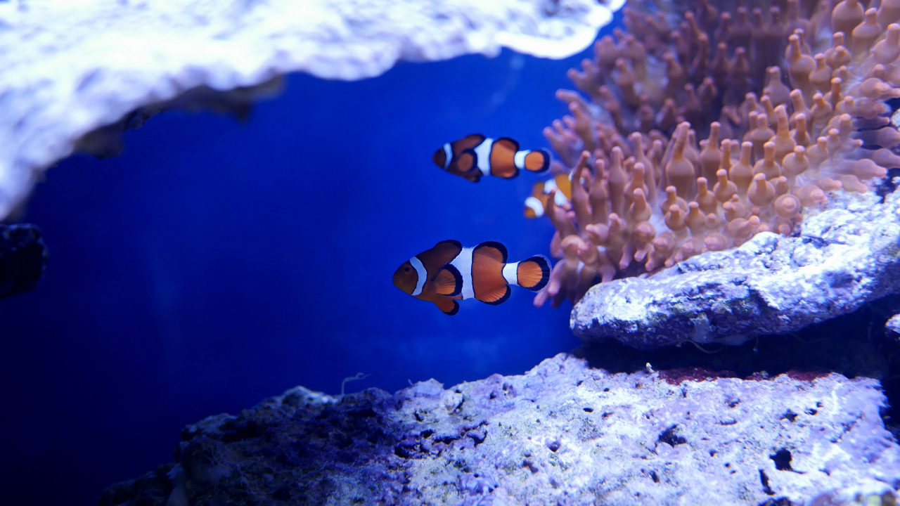 Orange and White Clown Fish. Wallpaper in 1280x720 Resolution