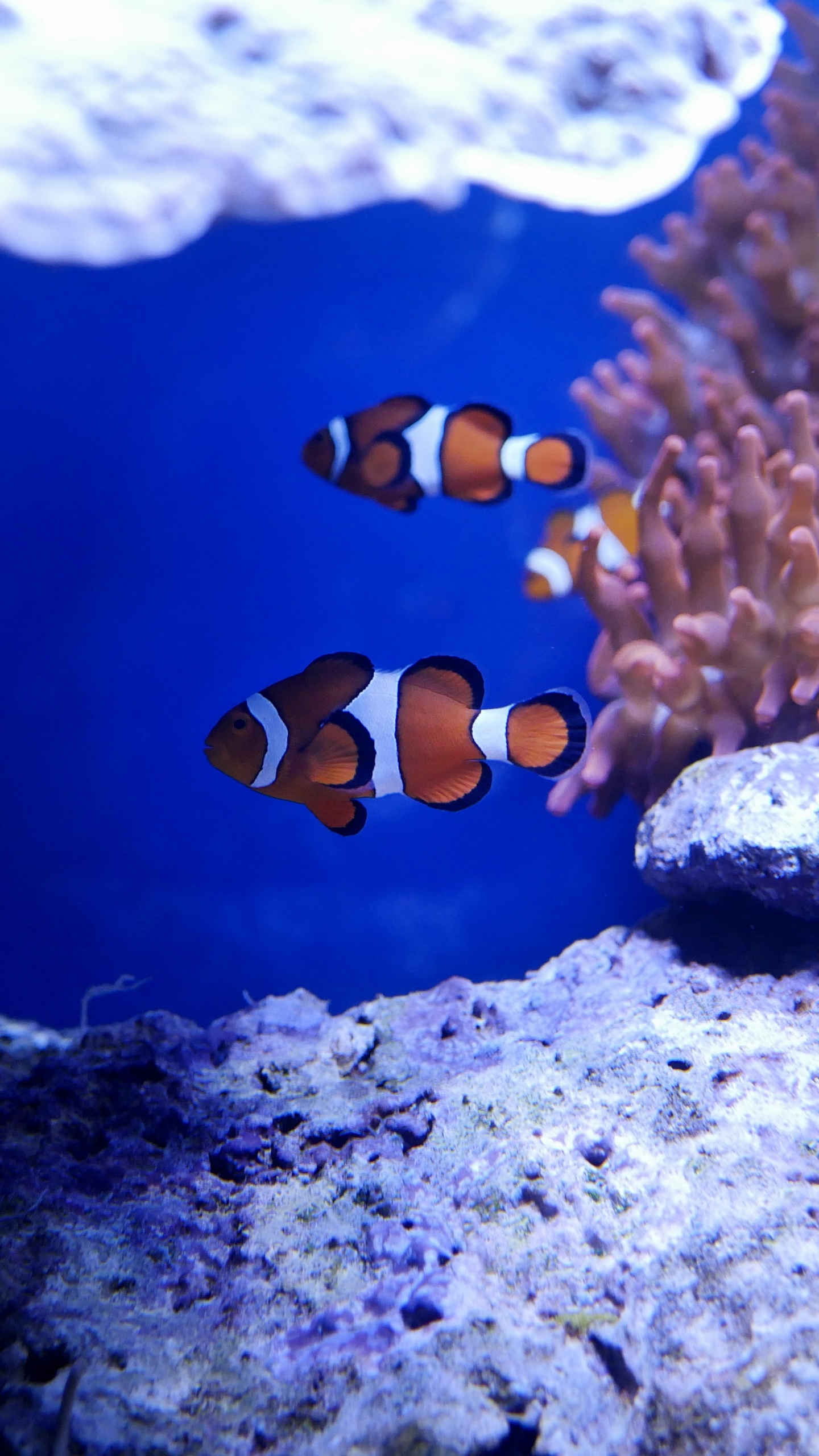 Orange and White Clown Fish. Wallpaper in 1440x2560 Resolution