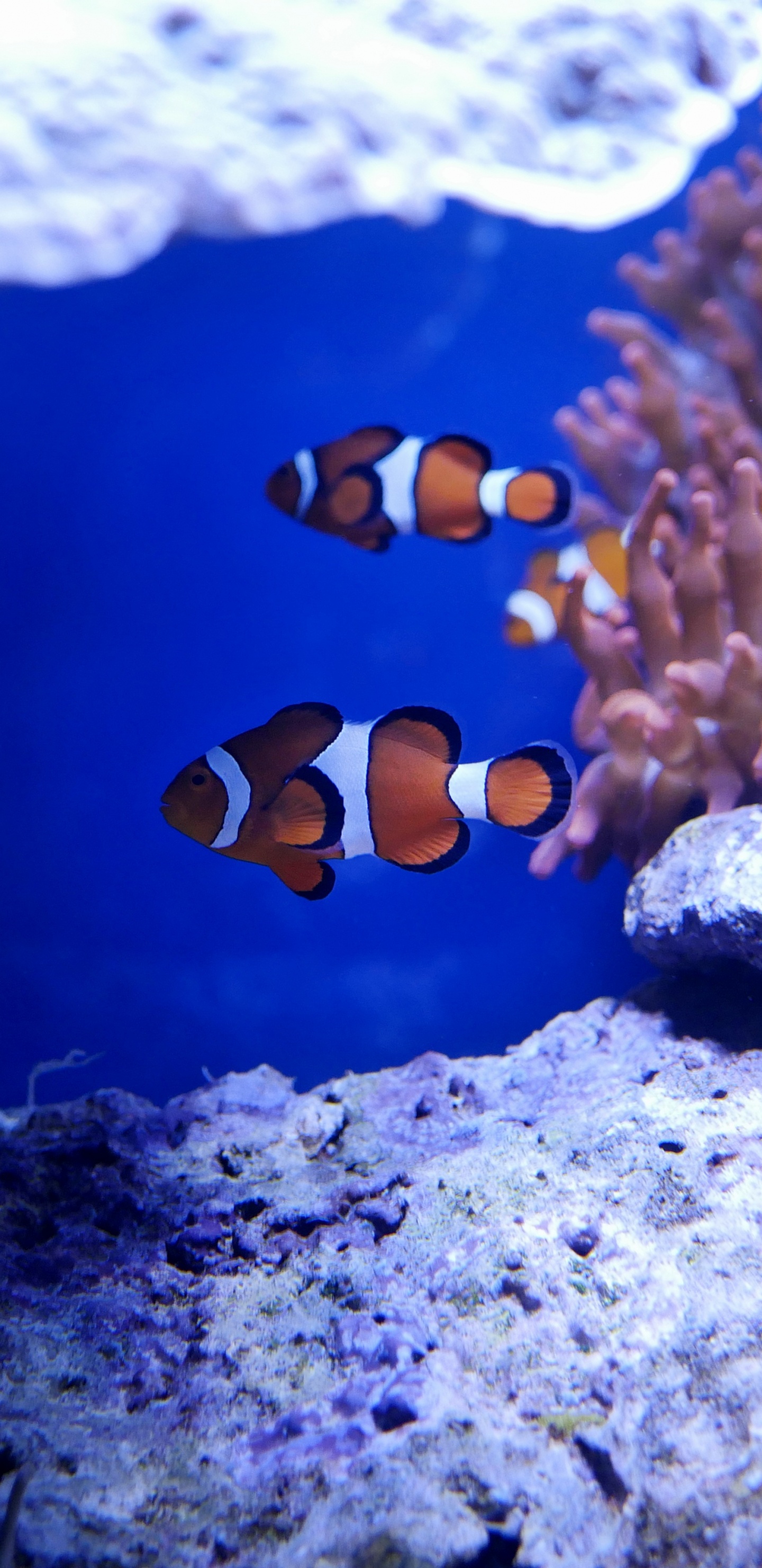 Orange and White Clown Fish. Wallpaper in 1440x2960 Resolution