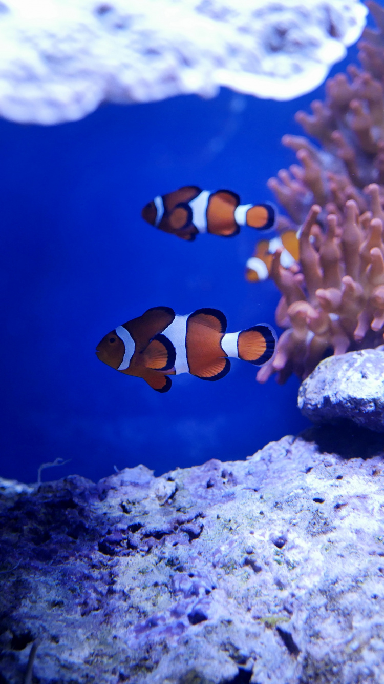 Orange and White Clown Fish. Wallpaper in 750x1334 Resolution