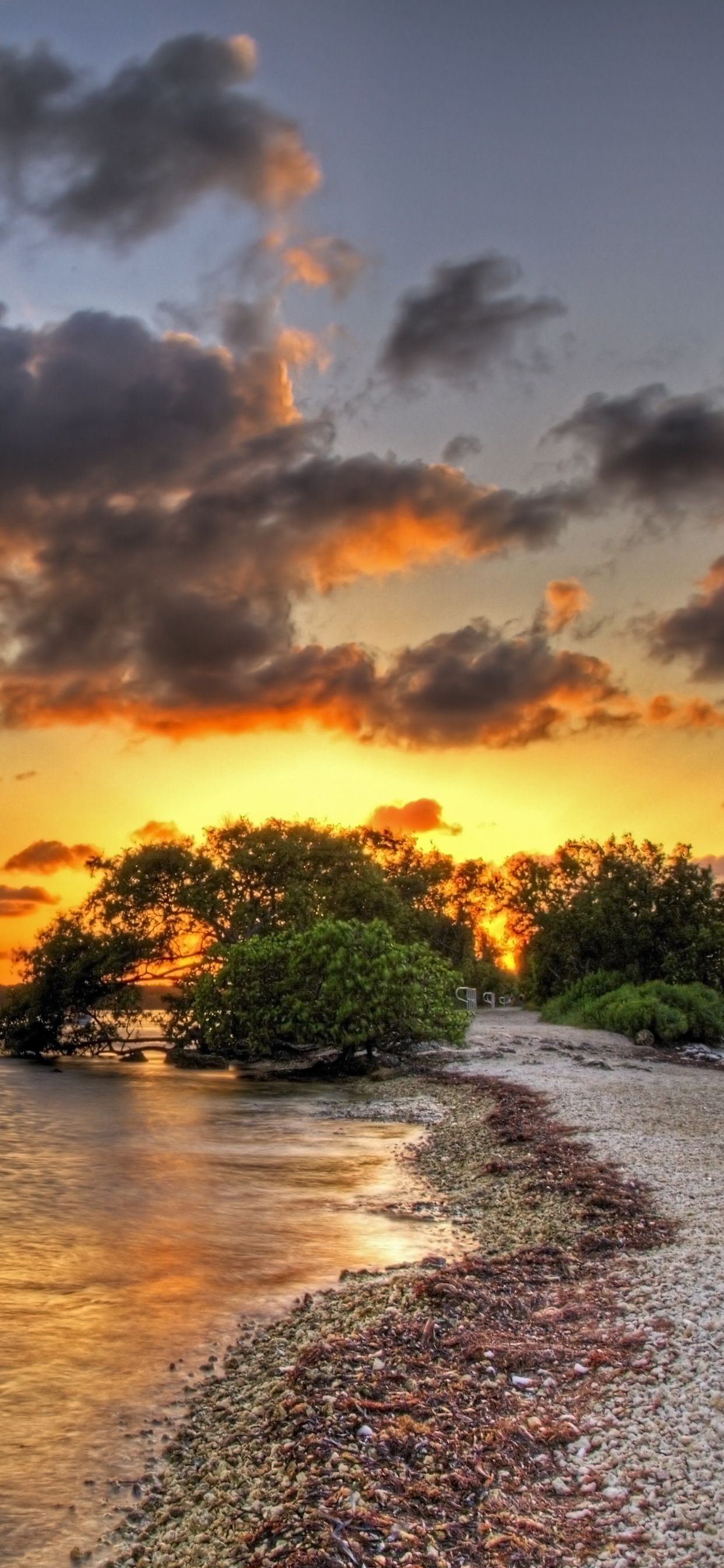 Green Trees Near Body of Water During Sunset. Wallpaper in 1242x2688 Resolution