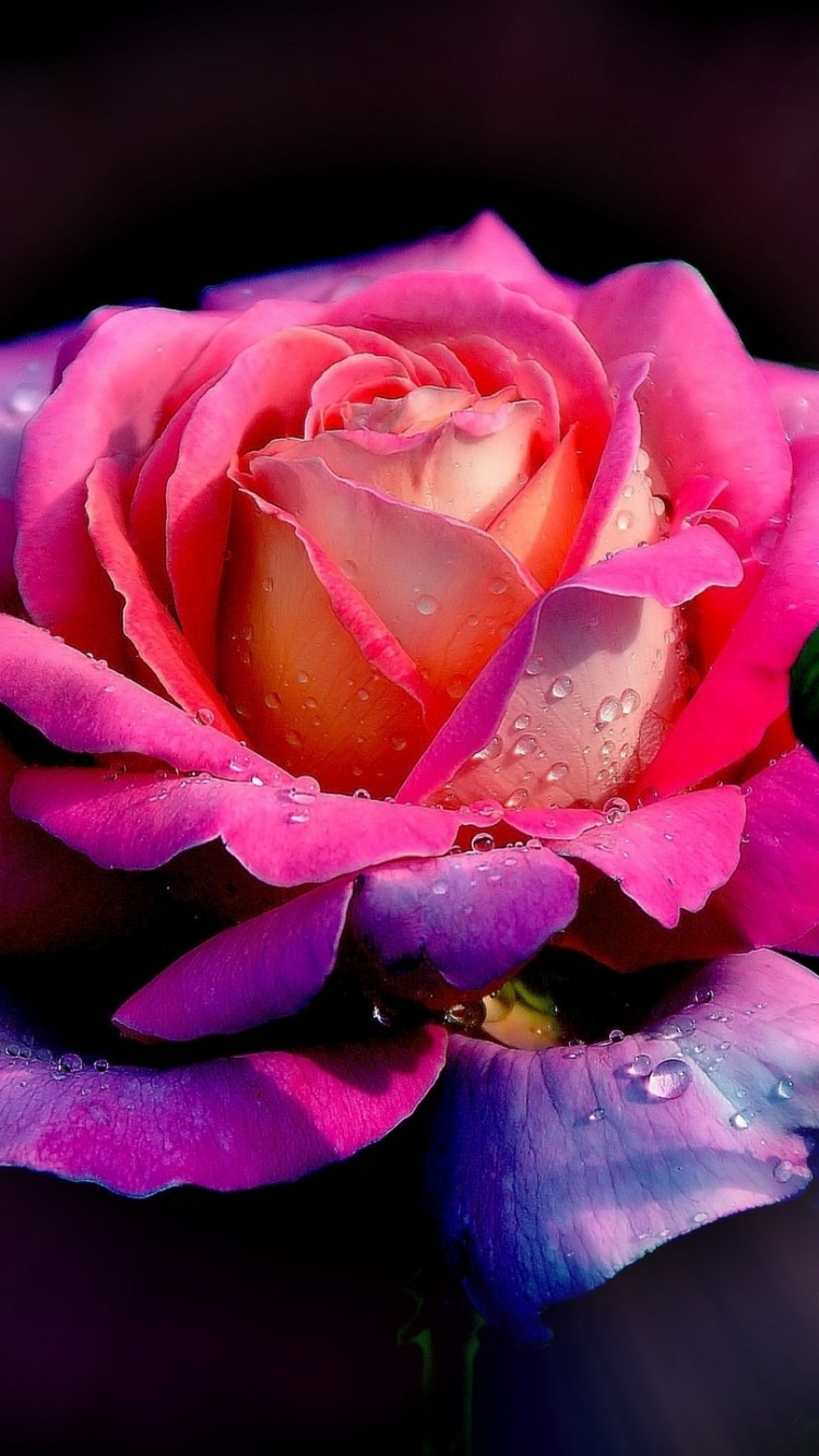 Rose Rose en Photographie Rapprochée. Wallpaper in 750x1334 Resolution