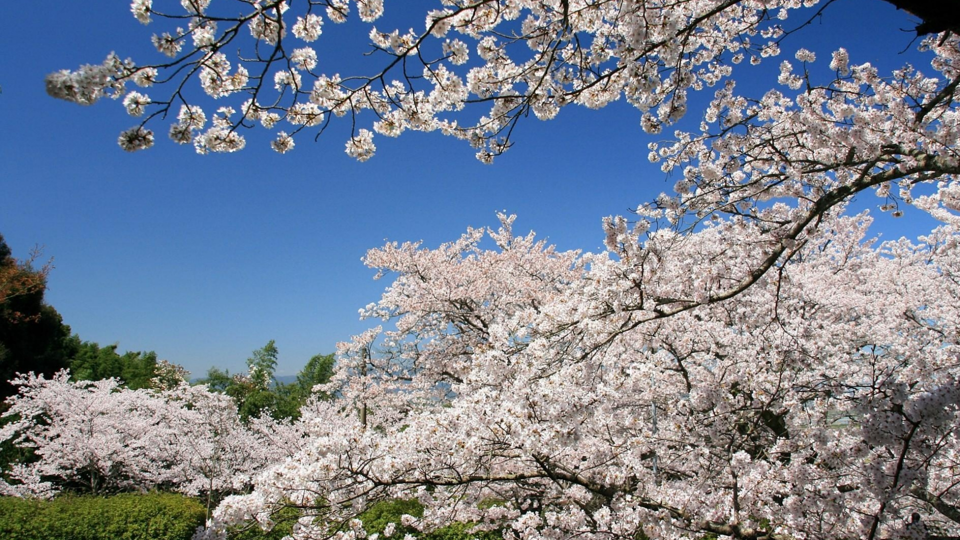 Árbol de Flor de Cerezo Blanco Bajo un Cielo Azul Durante el Día. Wallpaper in 1920x1080 Resolution
