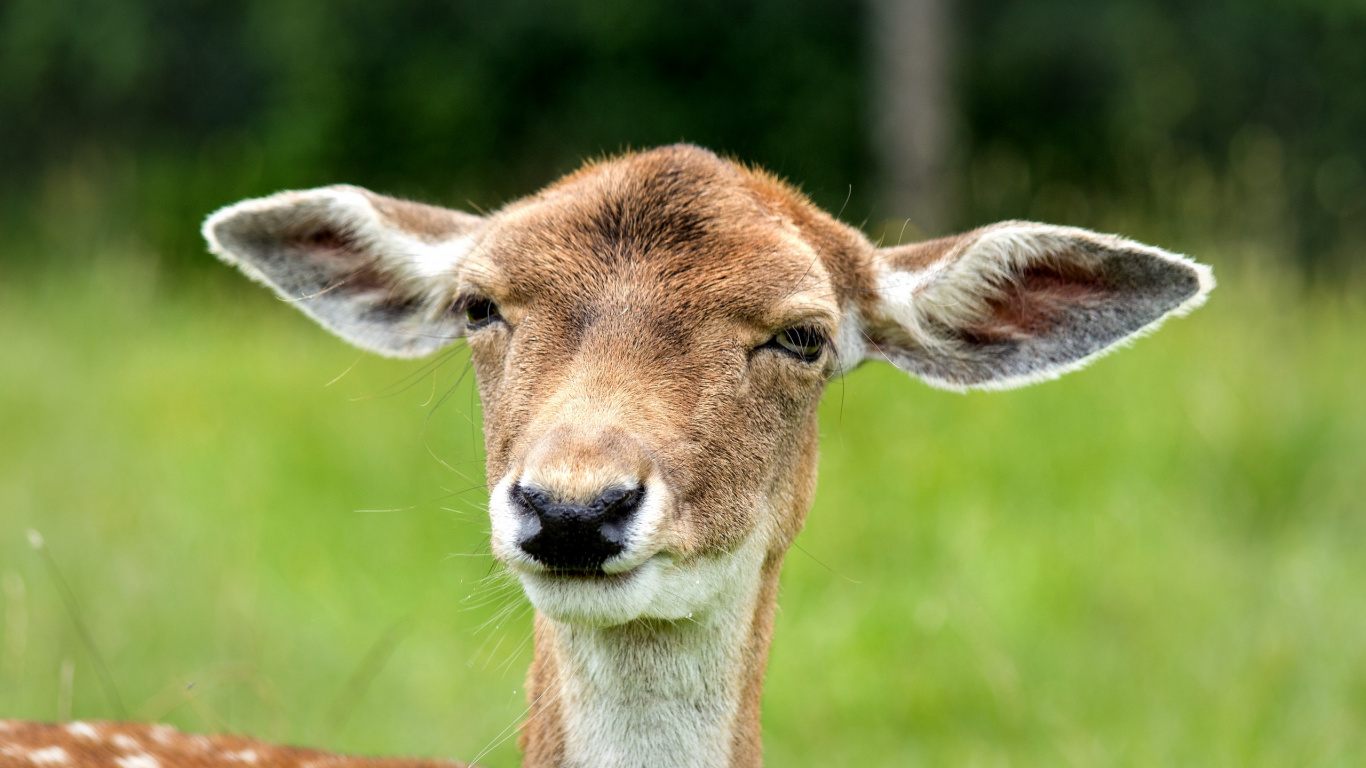 Brown Deer on Green Grass During Daytime. Wallpaper in 1366x768 Resolution