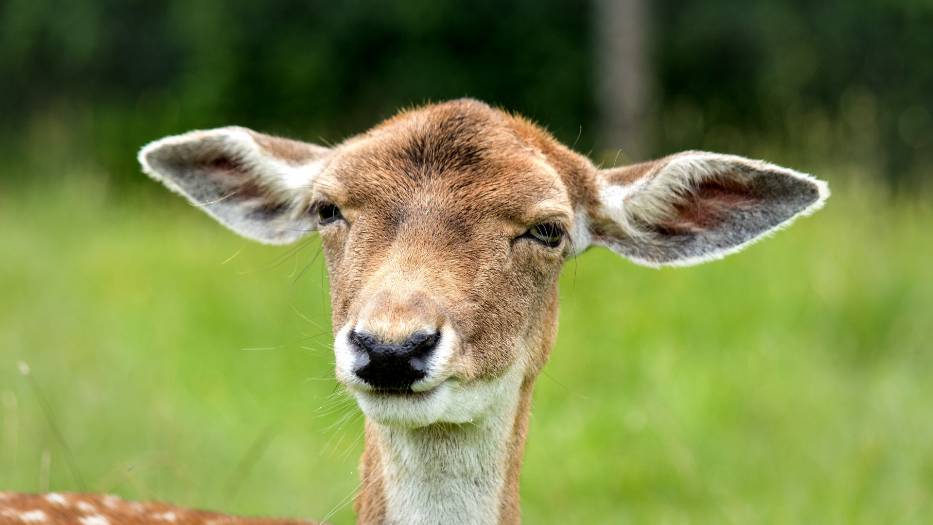 Brown Deer on Green Grass During Daytime. Wallpaper in 1920x1080 Resolution