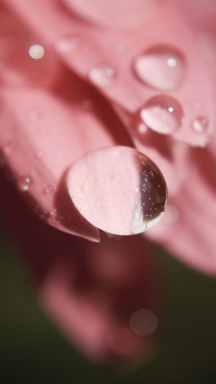 Flor Rosa, En, Macro, Tiro. Wallpaper in 750x1334 Resolution