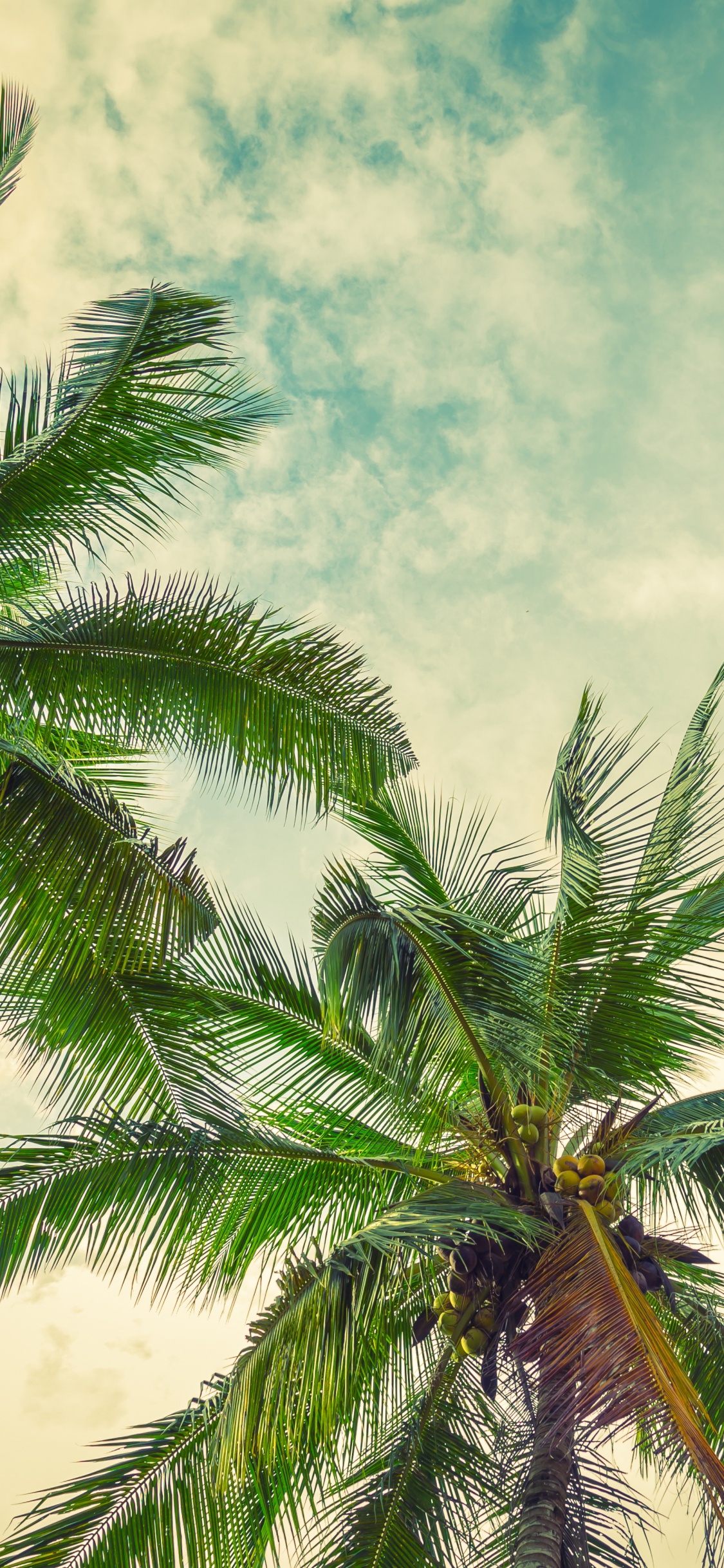 Green Palm Tree Under Blue Sky. Wallpaper in 1125x2436 Resolution