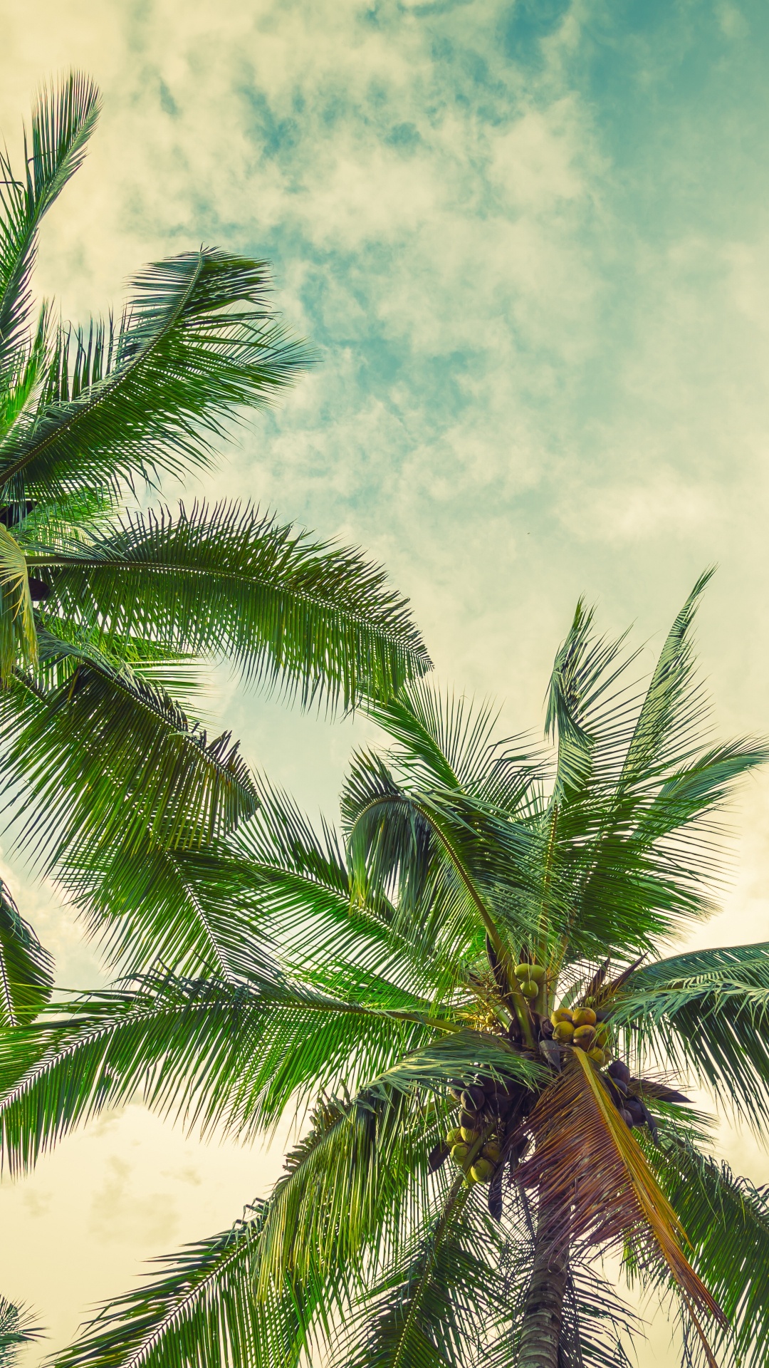 Palmera Verde Bajo un Cielo Azul. Wallpaper in 1080x1920 Resolution