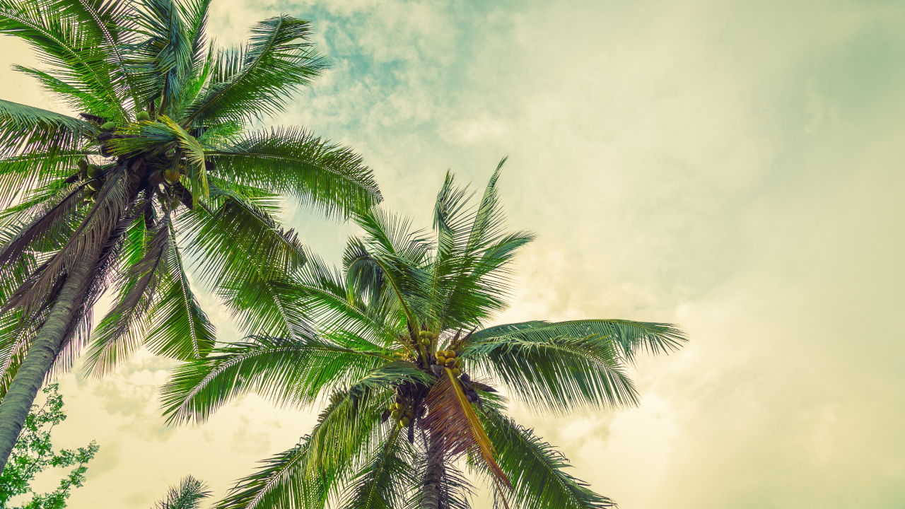 Palmera Verde Bajo un Cielo Azul. Wallpaper in 1280x720 Resolution