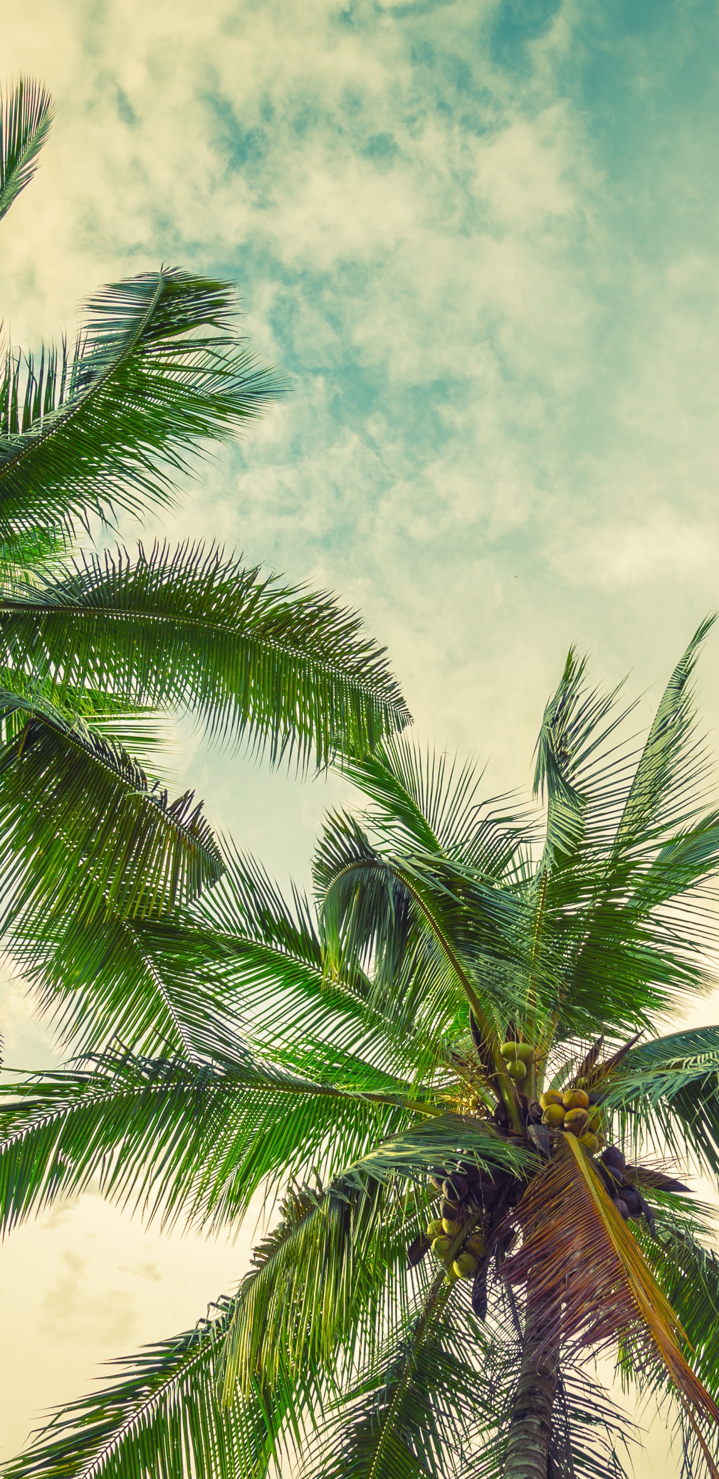 Grüne Palme Unter Blauem Himmel. Wallpaper in 1440x2960 Resolution