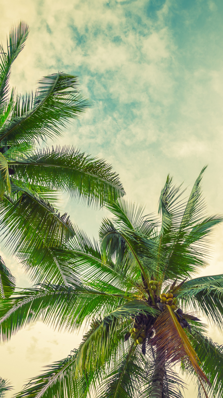 植被, 绿色的, 枣椰树, 天空, 工厂 壁纸 750x1334 允许