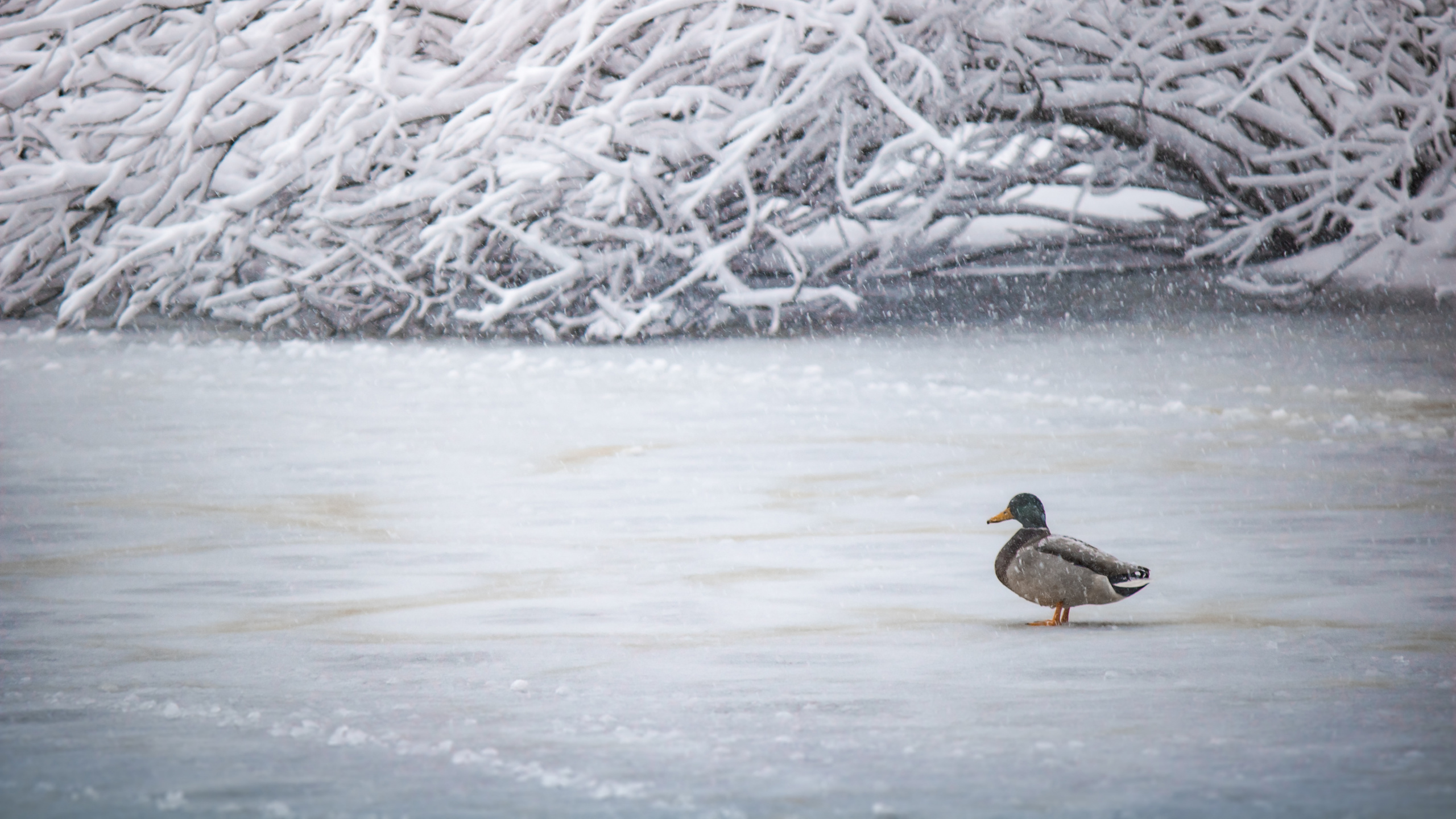 Canard Brun et Noir Sur Sol Couvert de Neige. Wallpaper in 2560x1440 Resolution