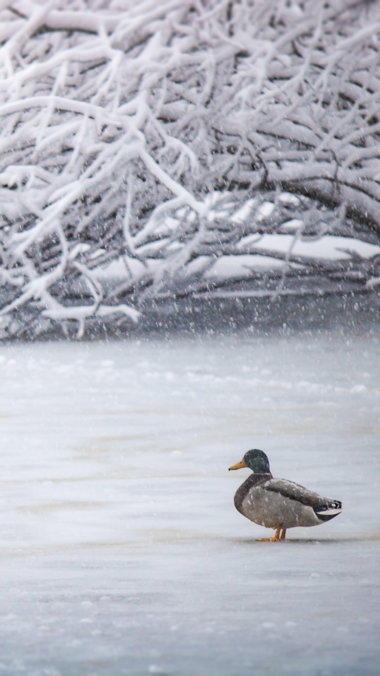 Canard Brun et Noir Sur Sol Couvert de Neige. Wallpaper in 750x1334 Resolution